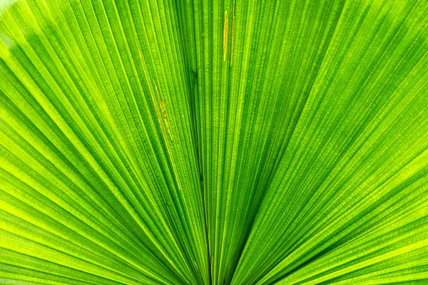 Close Green Leaf Palm Tree Texture Background — Stock Photo, Image