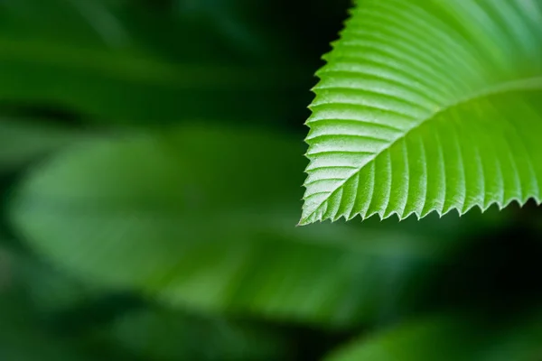 Primer Plano Elegancia Hoja Verde Profundo Fondo Natural —  Fotos de Stock