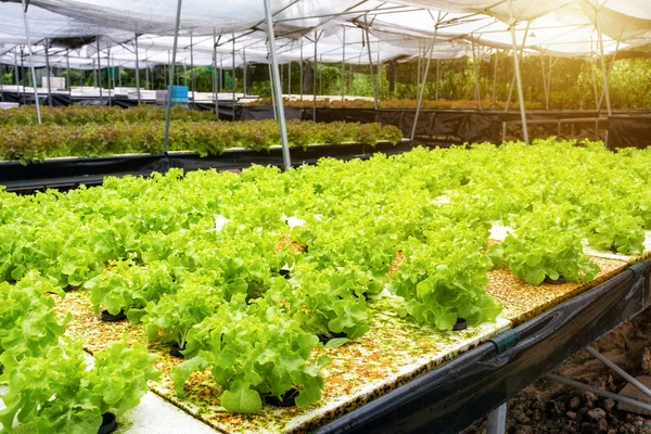 Сельское Хозяйство Органических Растений Зеленый Дуб Салат Плантации Продажу — стоковое фото