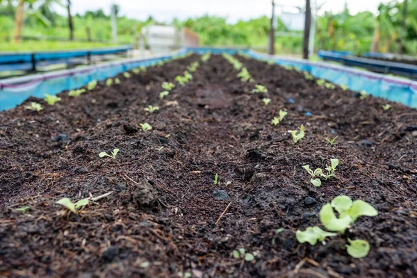 Lechuga Roble Verde Agricultura Ecológica Suelo Parcela Jardín — Foto de Stock