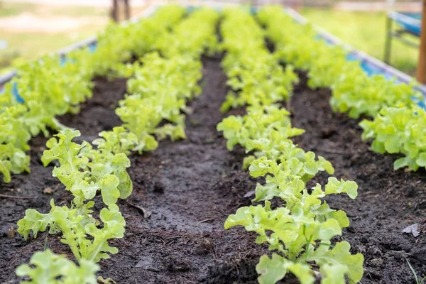 Organic farming green oak lettuce on soil in garden plot