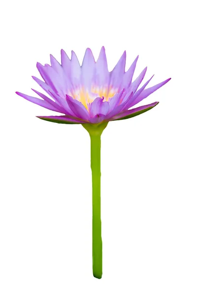 Фиолетовый Лотос Желтой Пыльцой Цветущей Зеленым Стеблем Изолированные Белом Фоне Лицензионные Стоковые Фото