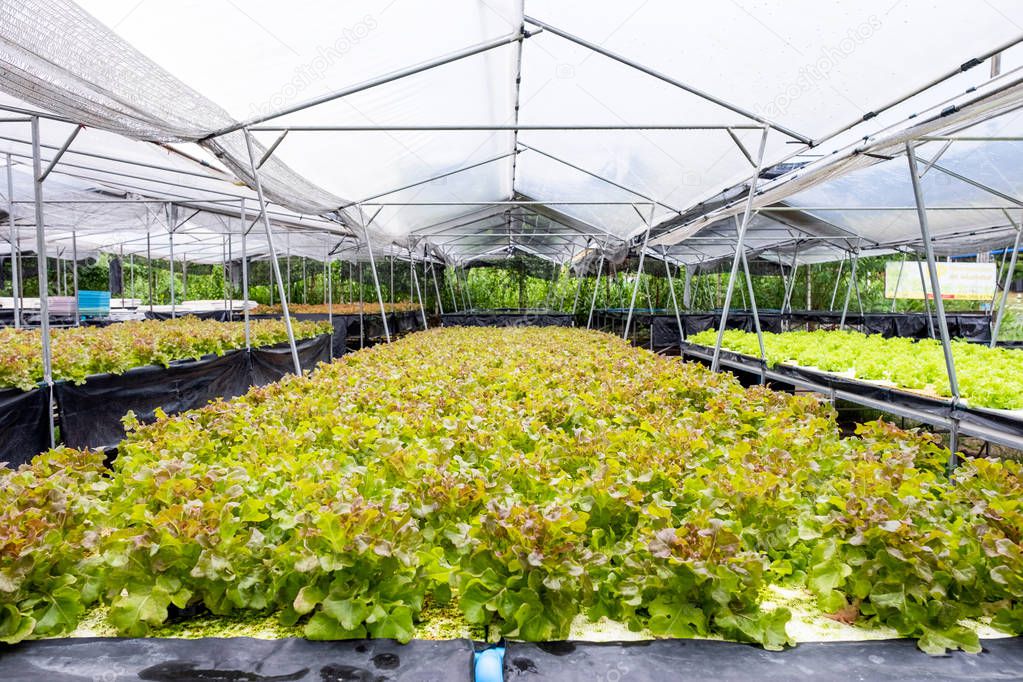 Farming organic plant green oak lettuce in plantation for sale