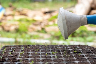Fidan sulama olabilir dökülen su filiz toprak tepsisinde