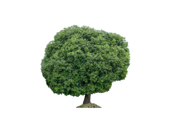 Stora Mangoo Träd Gröna Blad Med Stam Isolerad Vit Bakgrund — Stockfoto