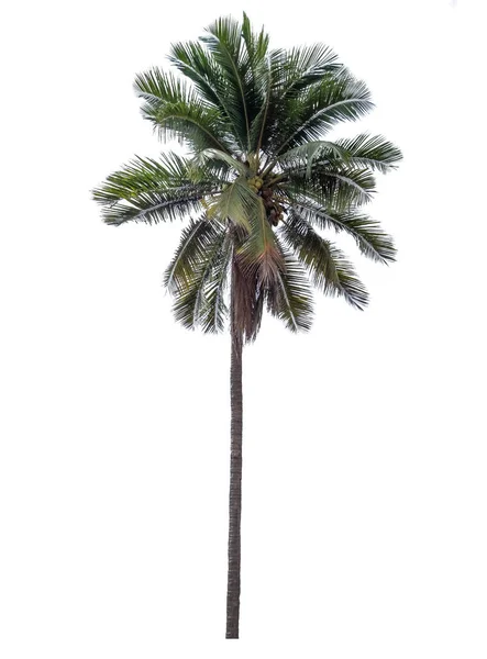 绿色叶子椰子树 查出的白色背景 — 图库照片