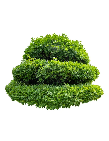 Groene Bush Vorm Banyanboom Geïsoleerd Witte Achtergrond — Stockfoto