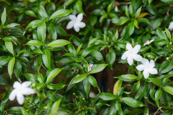 庭で緑の葉に咲く白い花 — ストック写真