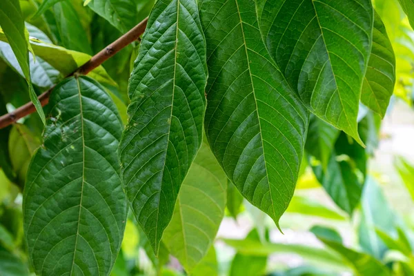 Zielone Liście Drzewa Kakaowego — Zdjęcie stockowe