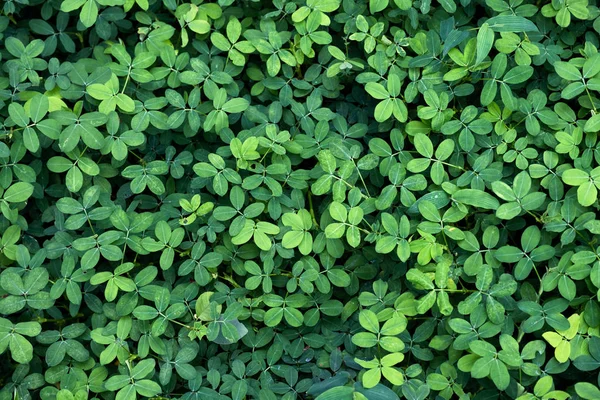 緑の葉のテクスチャの自然な背景 — ストック写真