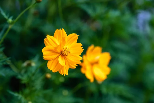 Pomerančových Cosmos Květina Zelené — Stock fotografie