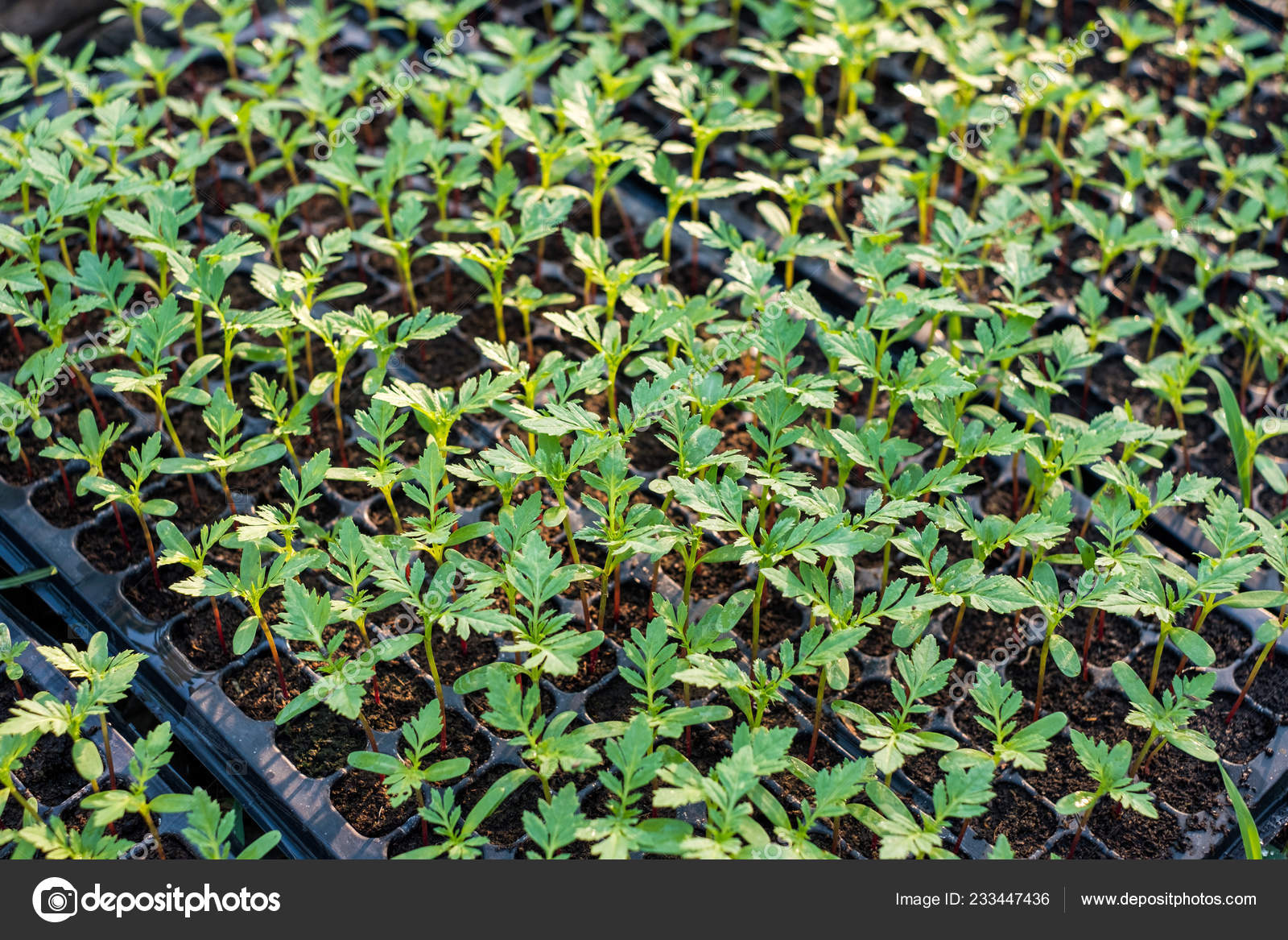 Cultivated Sprout Marigold Flower Growing Plant Nurser Stock Photo Image By C Mumemories Cultivated Sprout Marigold Flower Growing Plant Nurser Stock Photo Image By C Mumemories