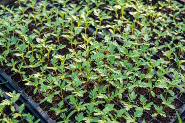 Ekili filiz Marigold çiçek bitki nurser içinde büyüyen