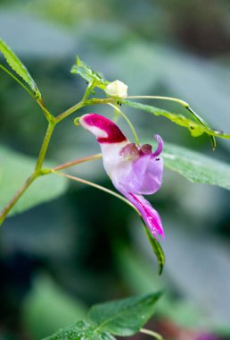 Nadir Parrot Çiçek derin ormandaki kök üzerinde asılı papağan benzer bir şekli