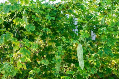 Bitter kabak Ivy çiftlik yetiştirme