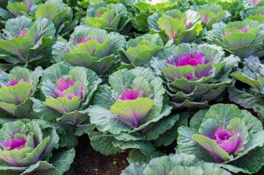 Plantasyon içinde büyüyen ekimi lahana bloom