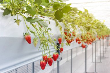 Japonya, güneş ışığı etkisi plantasyonunda kreş çilek meyve
