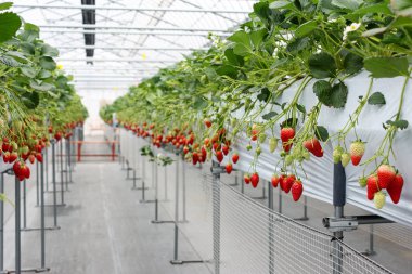 Japonya plantasyonunda kreş çilek meyve