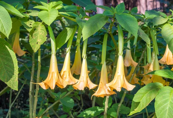 Brugmansia,datura yellow flower hanging on tree