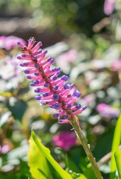 Matchstick Bromeliad Aechmea Gamosepala Цветок Розовый Синий Саду — стоковое фото