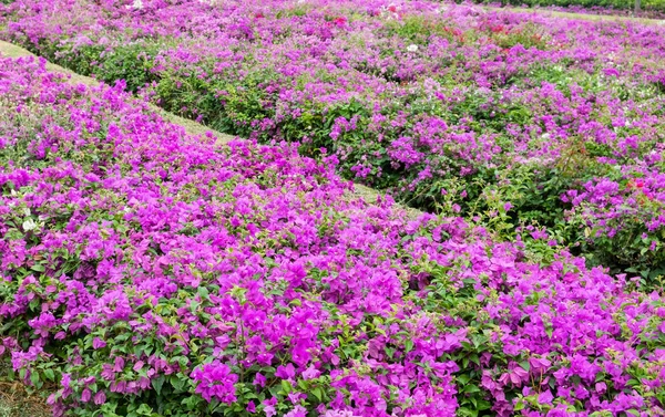 Bougainvillea Rózsaszín Virágos Kert Virágzó — Stock Fotó