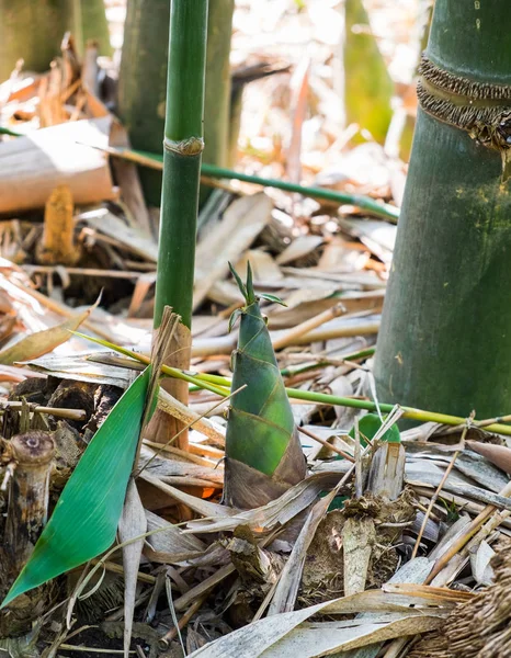Latorośl Bambusa Pnia Liść Wyschnięcia Ogrodzie — Zdjęcie stockowe