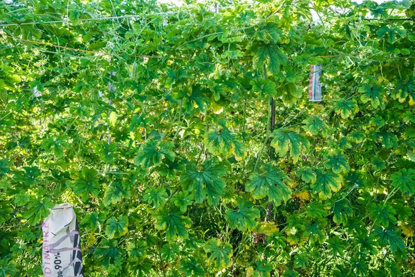 Bitter Kabak Ivy Çiftlik Yetiştirme — Stok fotoğraf