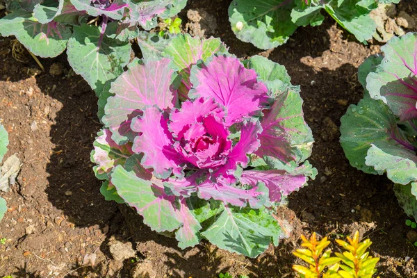 Cabbage bloom purple green in farm cultivated