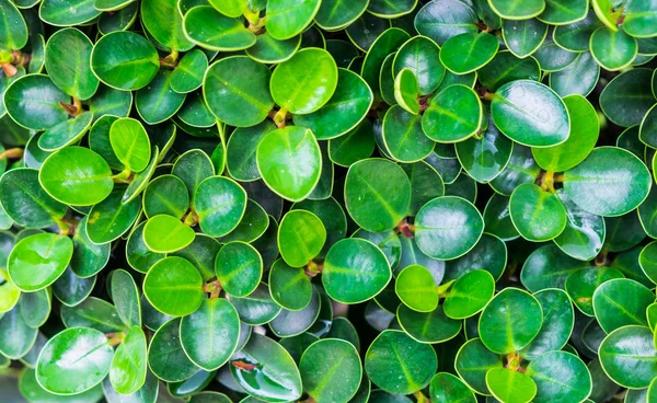 Ficusannulata ブルームの緑の葉の背景 — ストック写真