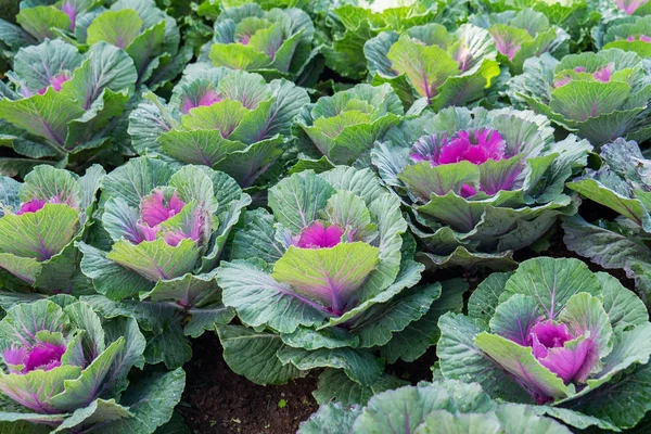 Teelt Kool Bloei Groeit Plantage — Stockfoto