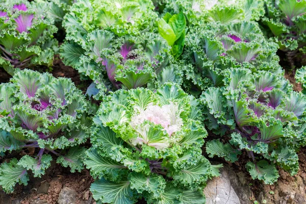 Teelt Kool Bloei Groeit Plantage — Stockfoto