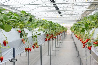 Japonya plantasyonunda kreş çilek meyve