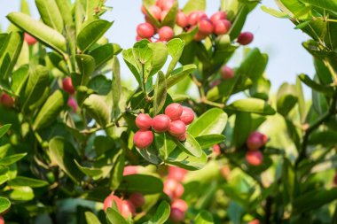 Carunda, Karonda meyve yaprak yeşil ağaç üzerinde küme