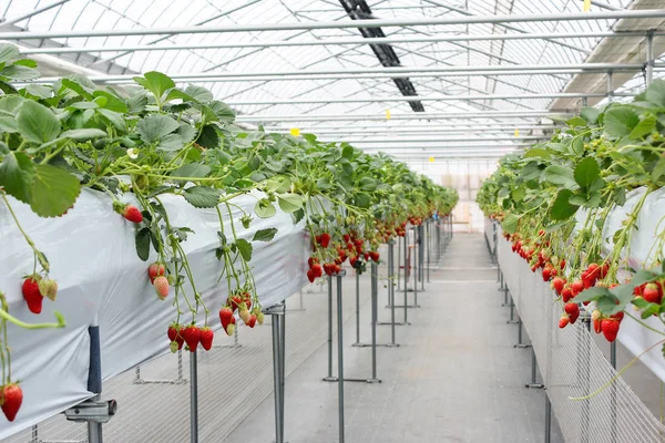 Japonya plantasyonunda kreş çilek meyve