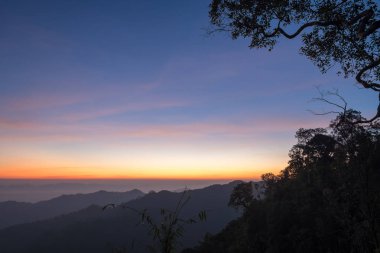 Dağ sis şube ağaç sahne gündoğumu sabah