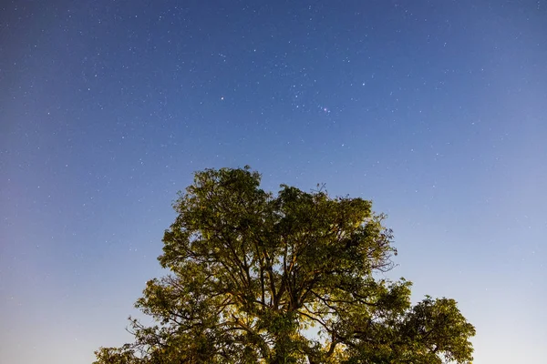Tree mango top in the night sky with star shining