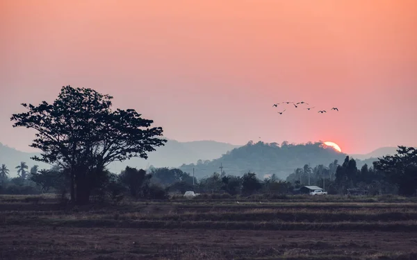 Sunset over mountain with birds flying in countryside