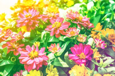 Zinnia çiçeği bloom renkli yeşil yaprakları