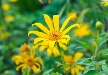 Tree marigold,Mexican tournesol,Mexican sunflower,Japanese sunflower,Nitobe chrysanthemum,yellow leaf shape radial blossom and bee pollinate in garden