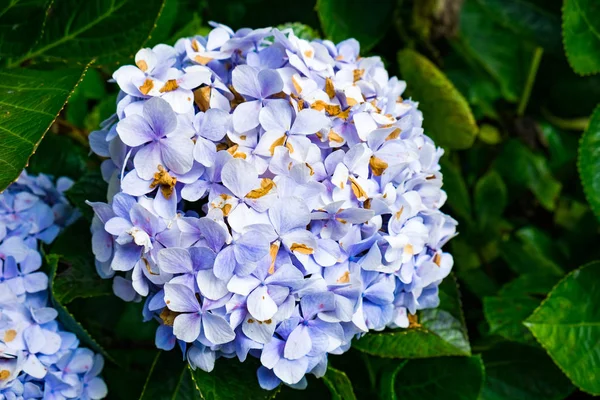 Hydrangea Flower Bright Purple Garden Winter — Stock Photo, Image