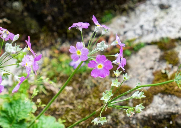 Pink Head Flower Green Stalk Clump Small — Stock Fotó