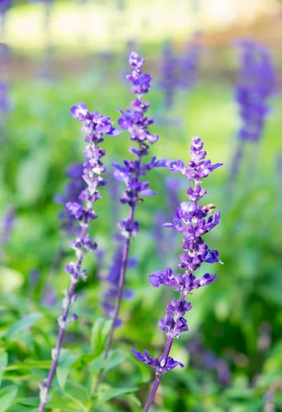 Fleur Pourpre Lavande Gros Plan Dans Jardin Fond Flou — Photo