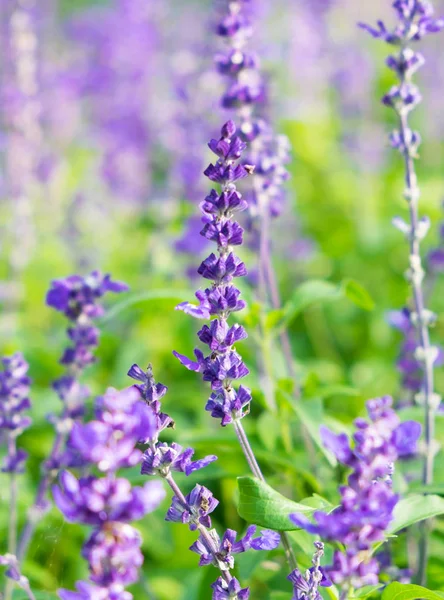 Lavanda Flor Roxa Fechar Jardim Desfocado Fundo — Fotografia de Stock