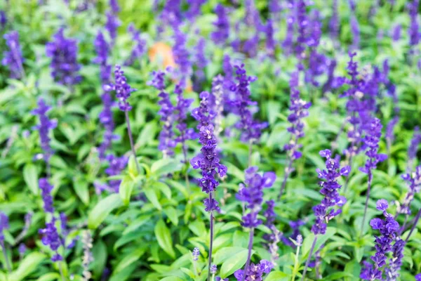 Лаванда Фиолетовый Цветок Саду — стоковое фото