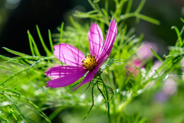 Cosmos pink purple on green meadow shiny close up