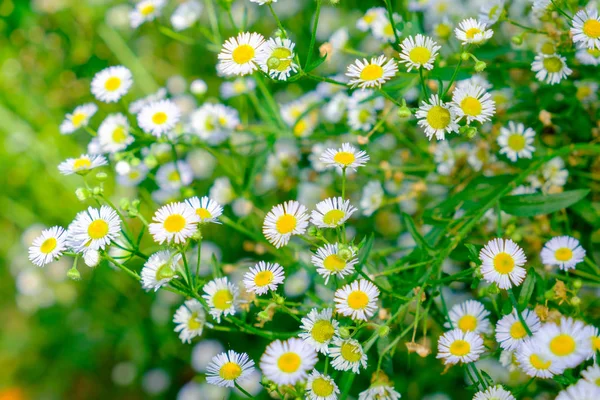 Daisy Bílý Květ Žlutý Pyl Chomáči Zahradě Měkké — Stock fotografie