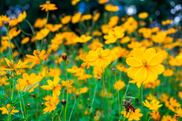 Саду Красиво Цветет Желтый Цветок — стоковое фото