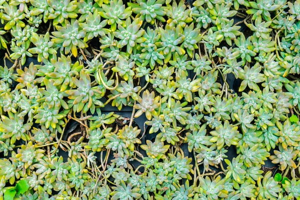 Kaktus Tvar Zaobleného Roztomilé Malé Vázy — Stock fotografie