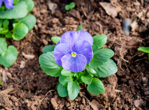 Pansy Viola Cornuta Purple Flower Garden — Stock Photo, Image