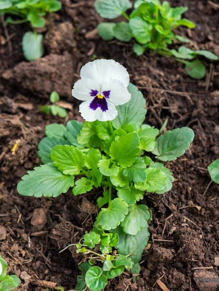 Pansy Viola Cornuta Flower Purple White Garden — Stock Photo, Image